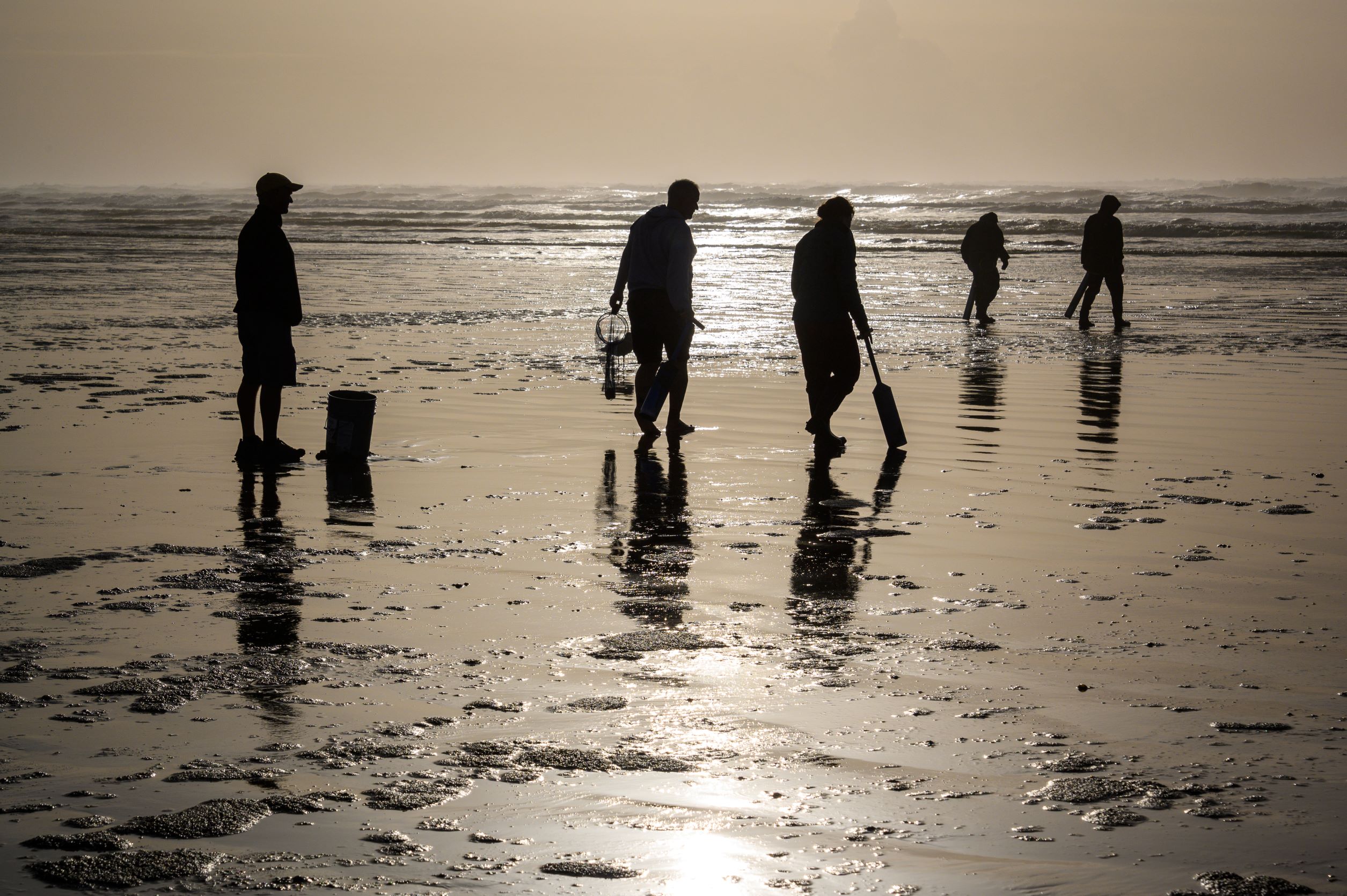 ocean shores clam digging