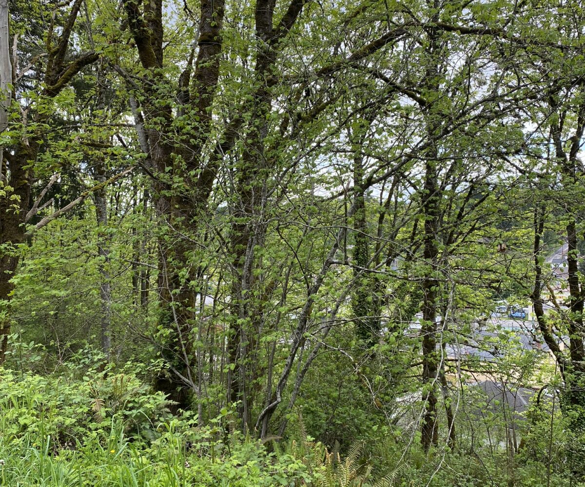 trees, brush, hillside, lot