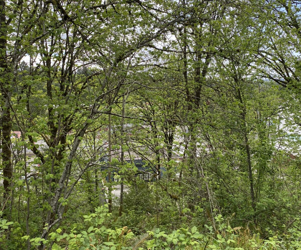 trees, brush, forest, land